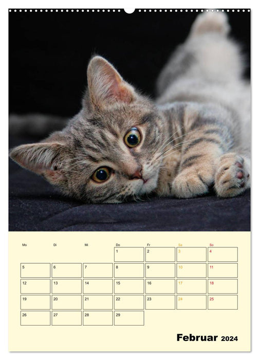 Kitten - Theater (CALVENDO Premium Wall Calendar 2024) 