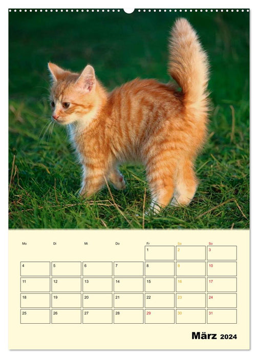 Kitten - Theater (CALVENDO Premium Wall Calendar 2024) 