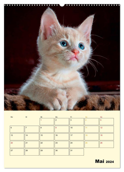 Kitten - Theater (CALVENDO Premium Wall Calendar 2024) 