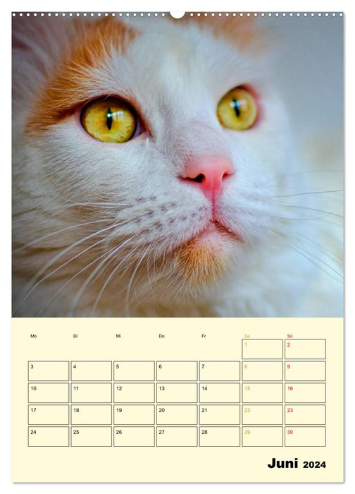 Kitten - Theater (CALVENDO Premium Wall Calendar 2024) 