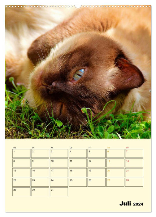 Kitten - Theater (CALVENDO Premium Wall Calendar 2024) 