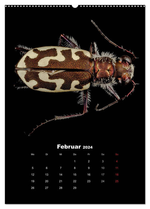 Dazzling world of insects (CALVENDO Premium Wall Calendar 2024) 