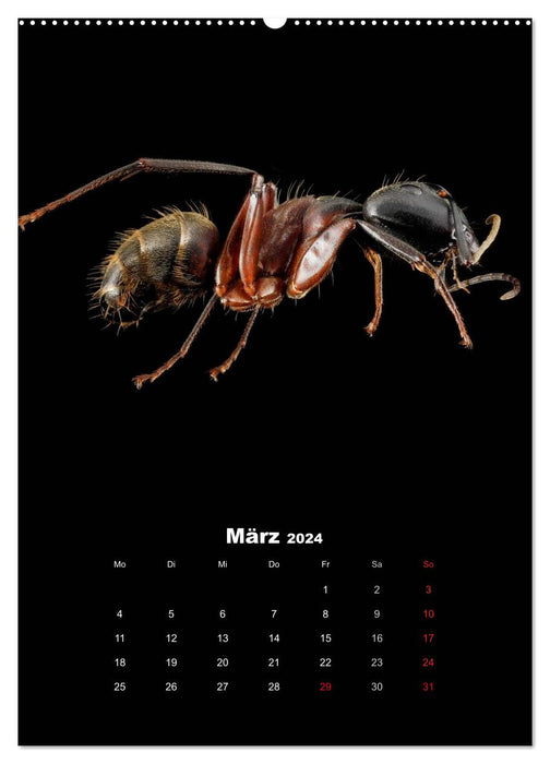 Monde éblouissant des insectes (Calendrier mural CALVENDO Premium 2024) 