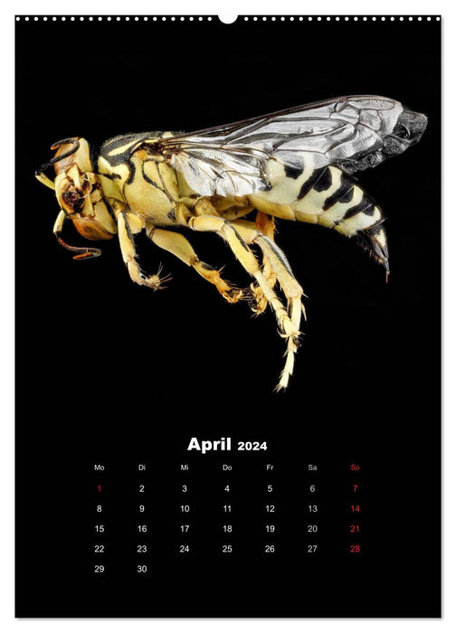 Monde éblouissant des insectes (Calendrier mural CALVENDO Premium 2024) 