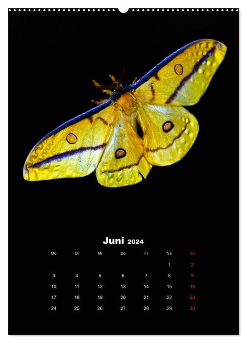 Schillernde Insektenwelt (CALVENDO Premium Wandkalender 2024)