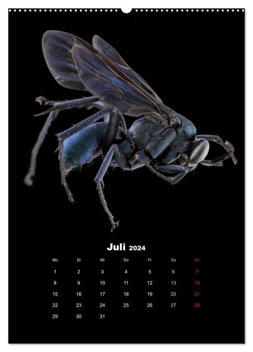 Dazzling world of insects (CALVENDO Premium Wall Calendar 2024) 