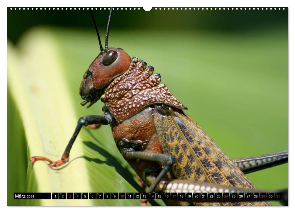 Le monde mystérieux des insectes (Calendrier mural CALVENDO Premium 2024) 