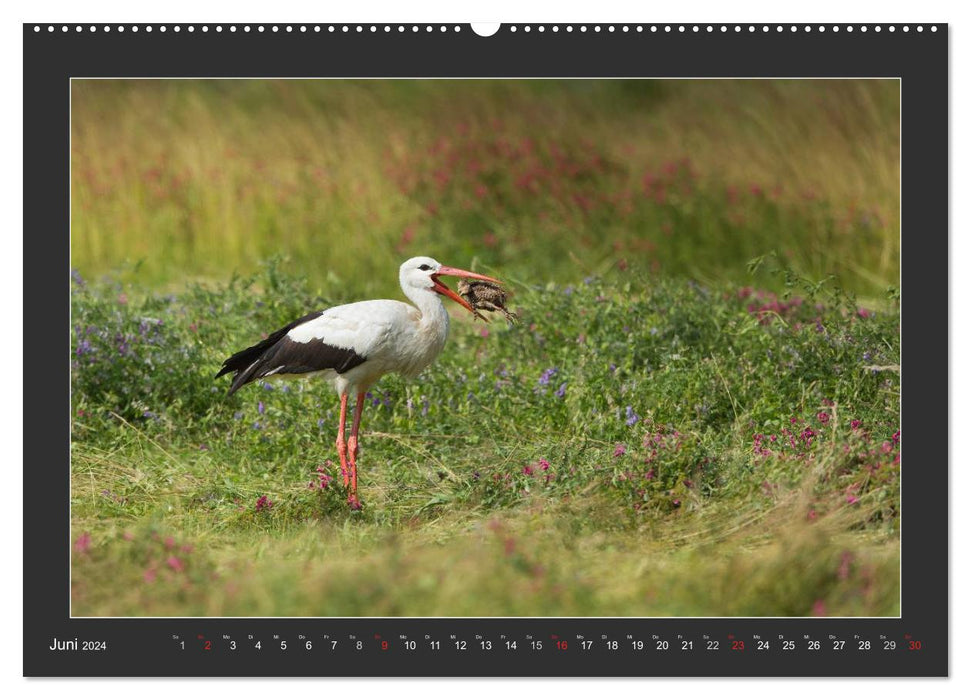 Le fascinant royaume des oiseaux (Calendrier mural CALVENDO Premium 2024) 