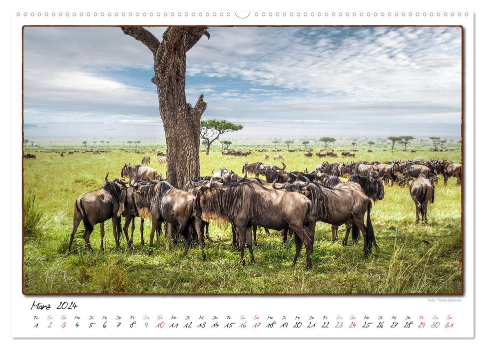 Abenteuer Masai Mara (CALVENDO Wandkalender 2024)