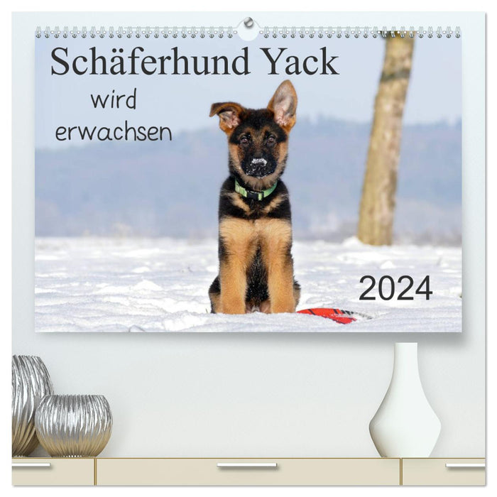 Le berger allemand Yack grandit (Calendrier mural CALVENDO Premium 2024) 