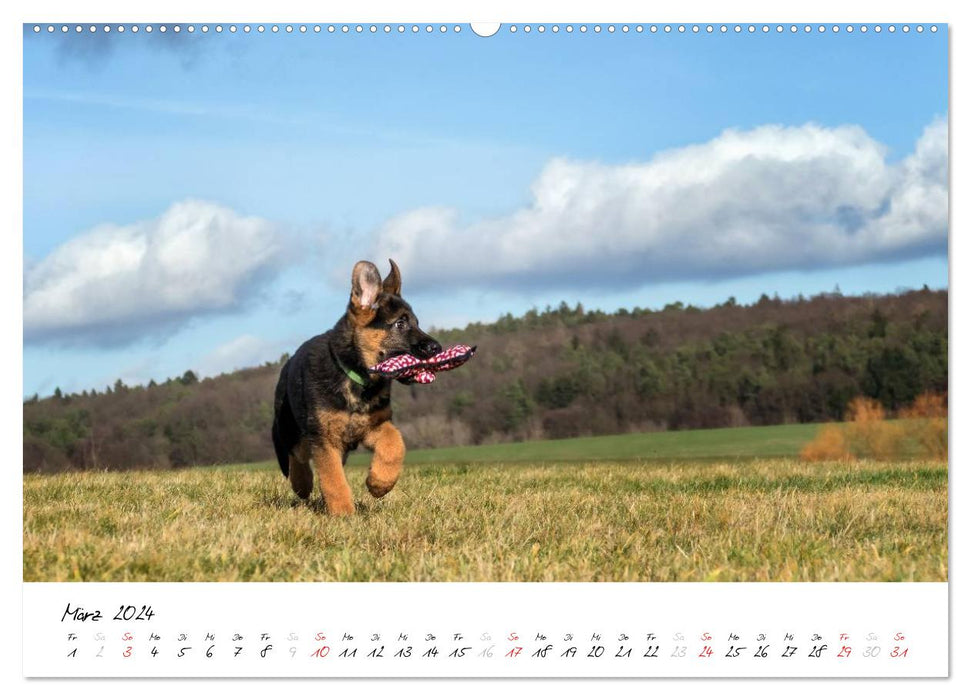 Schäferhund Yack wird erwachsen (CALVENDO Premium Wandkalender 2024)