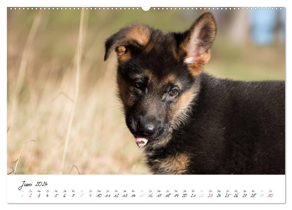 Schäferhund Yack wird erwachsen (CALVENDO Premium Wandkalender 2024)