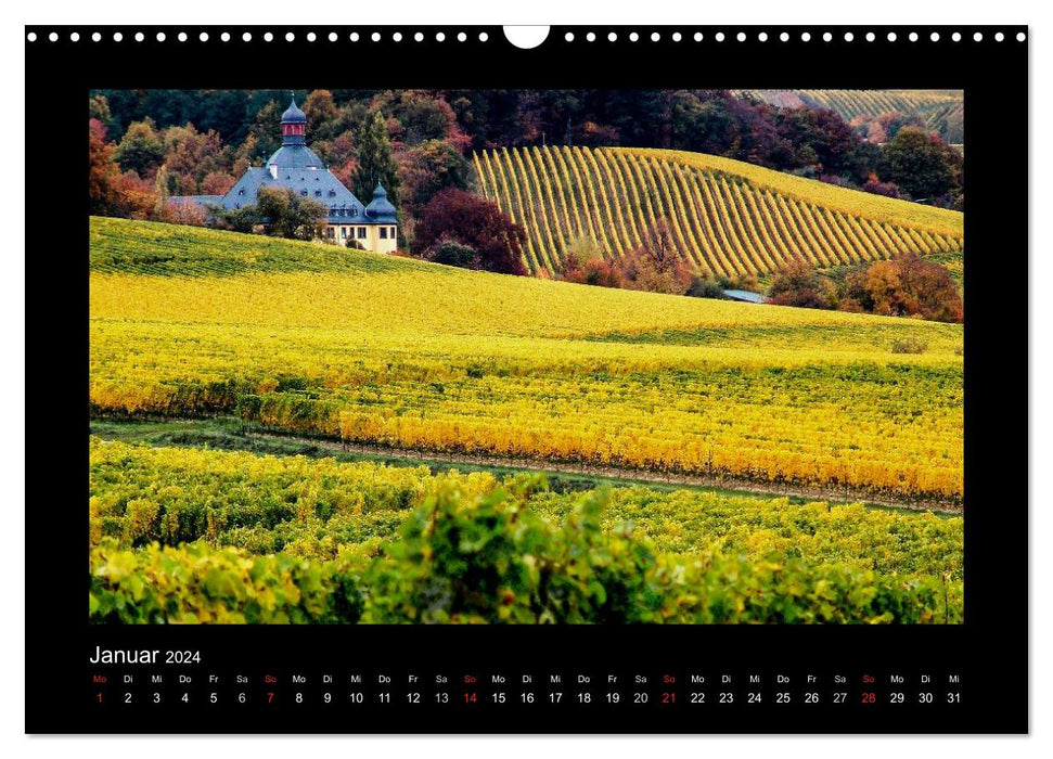Wine - vines, vineyards and historic wine cellars (CALVENDO wall calendar 2024) 