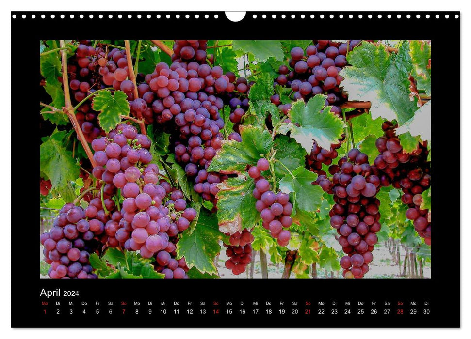 Vin - vignes, vignobles et caves historiques (calendrier mural CALVENDO 2024) 