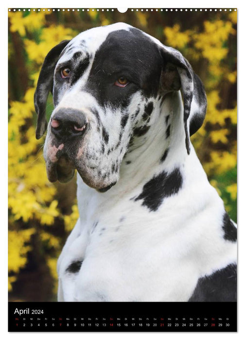 Faszination Deutsche Dogge (CALVENDO Premium Wandkalender 2024)