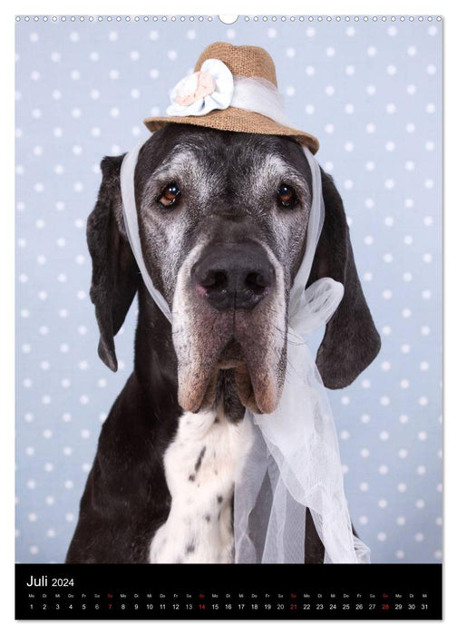 Faszination Deutsche Dogge (CALVENDO Premium Wandkalender 2024)