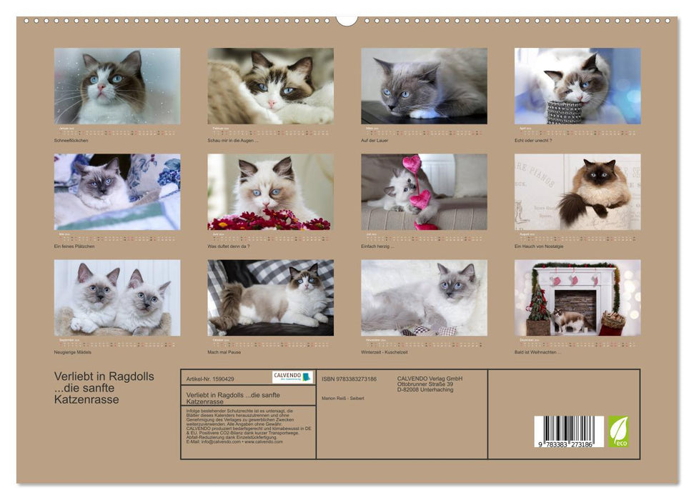 Verliebt in Ragdolls ... die sanfte Katzenrasse (CALVENDO Premium Wandkalender 2024)