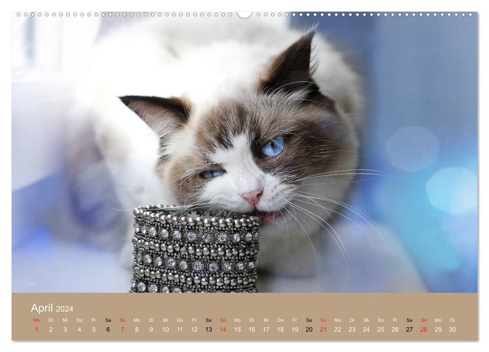 Verliebt in Ragdolls ... die sanfte Katzenrasse (CALVENDO Premium Wandkalender 2024)