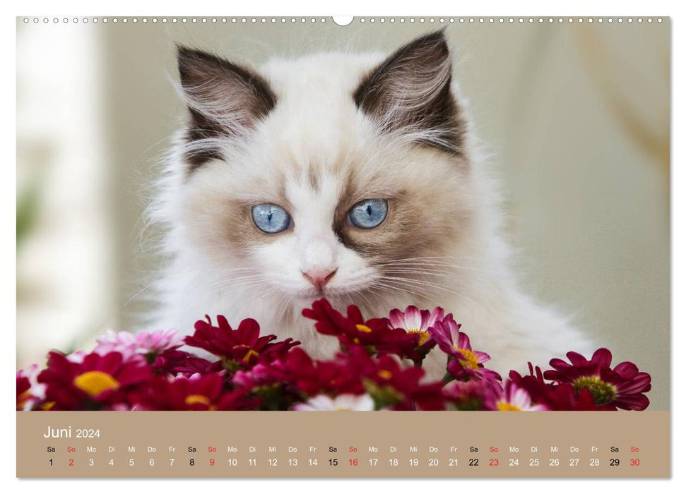 Verliebt in Ragdolls ... die sanfte Katzenrasse (CALVENDO Premium Wandkalender 2024)