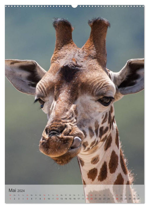 Emotionale Momente: Giraffen, die höchsten Tiere der Welt. (CALVENDO Premium Wandkalender 2024)