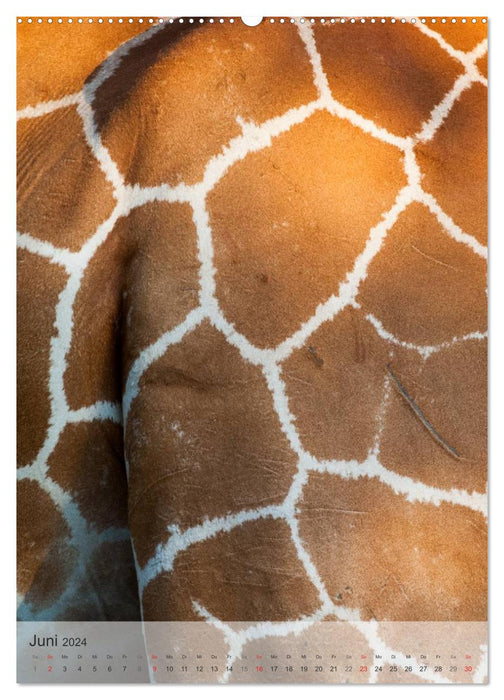 Emotionale Momente: Giraffen, die höchsten Tiere der Welt. (CALVENDO Premium Wandkalender 2024)