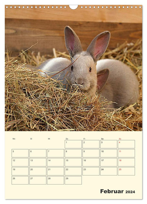 "Rex" rabbit (CALVENDO wall calendar 2024) 