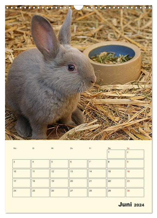 "Rex" rabbit (CALVENDO wall calendar 2024) 