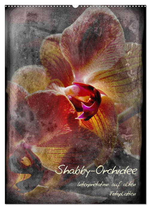 Shabby - Orchidee, Interpretation auf alten Fotoplatten (CALVENDO Wandkalender 2024)