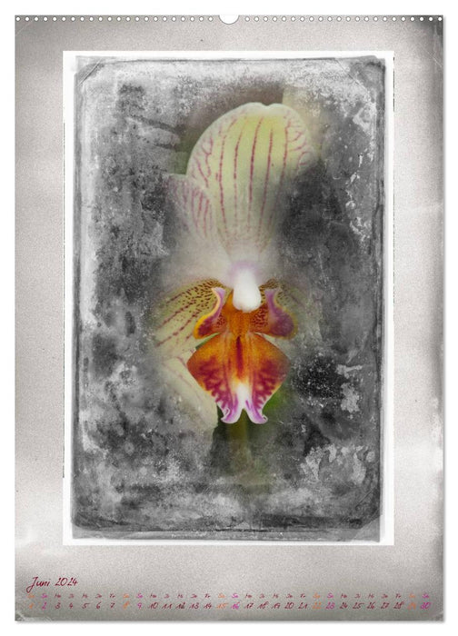 Shabby - Orchidee, Interpretation auf alten Fotoplatten (CALVENDO Wandkalender 2024)