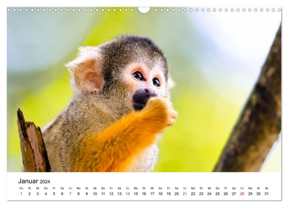 Squirrel monkeys (CALVENDO wall calendar 2024) 