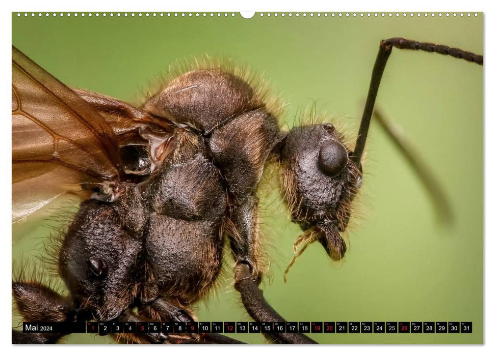 Die geheimnisvolle Welt der Insekten (CALVENDO Wandkalender 2024)