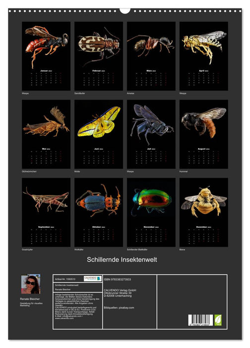 Schillernde Insektenwelt (CALVENDO Wandkalender 2024)