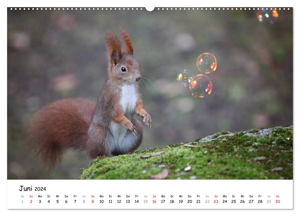 Unsere Eichhörnchen in Bayern (CALVENDO Premium Wandkalender 2024)