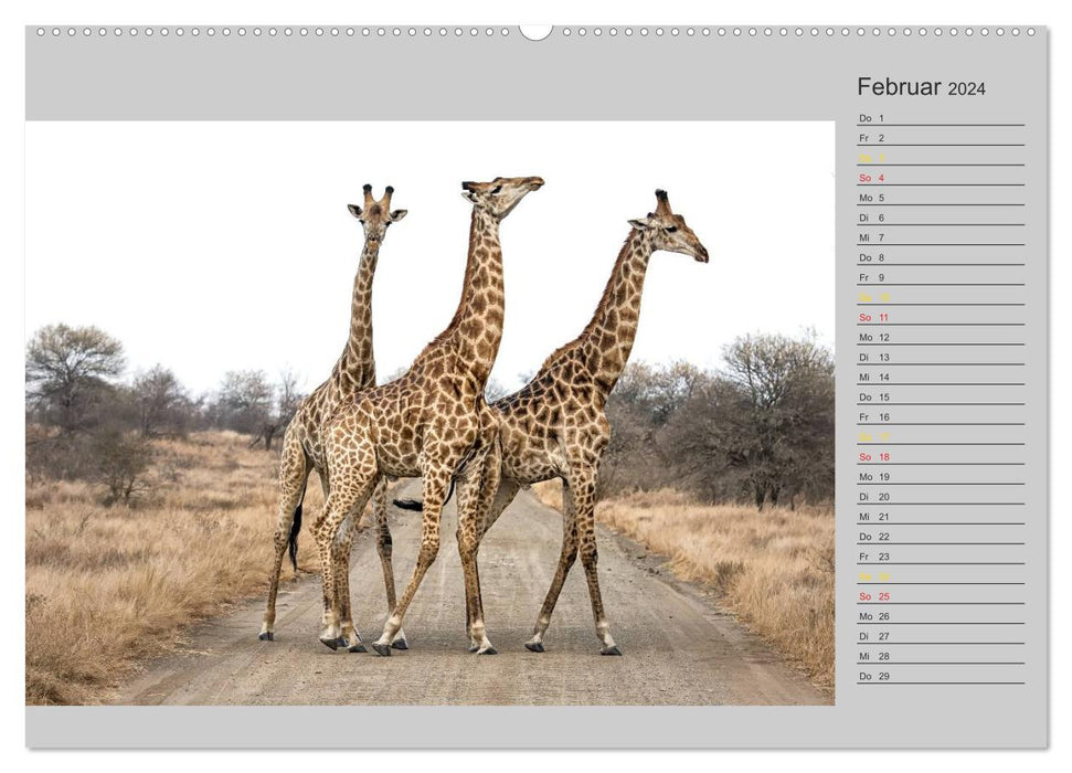 Twigas - Giraffen (CALVENDO Premium Wandkalender 2024)