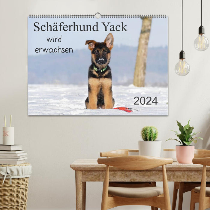 Schäferhund Yack wird erwachsen (CALVENDO Wandkalender 2024)