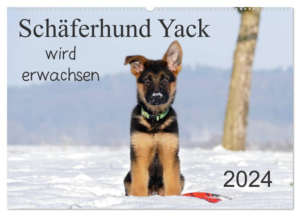 Schäferhund Yack wird erwachsen (CALVENDO Wandkalender 2024)