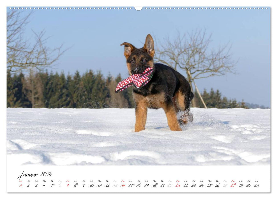 Schäferhund Yack wird erwachsen (CALVENDO Wandkalender 2024)