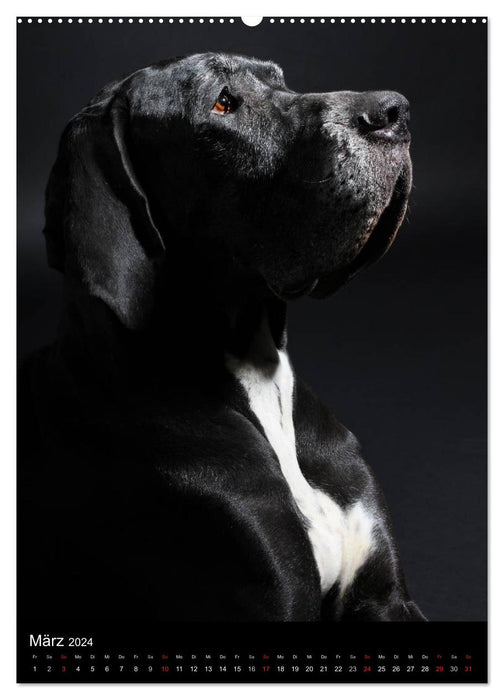 Faszination Deutsche Dogge (CALVENDO Wandkalender 2024)