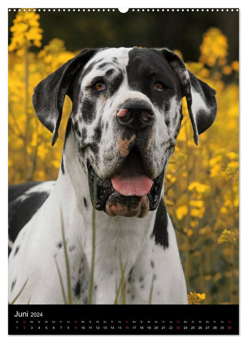 Fascination Great Dane (CALVENDO wall calendar 2024) 