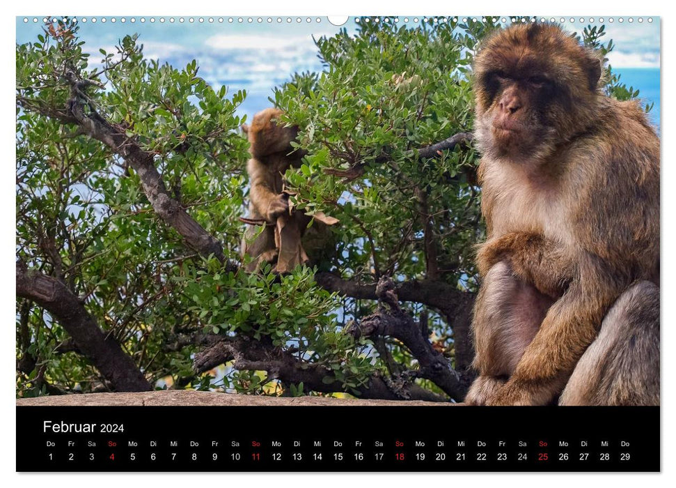 Gibraltar – le rocher des singes (calendrier mural CALVENDO Premium 2024) 