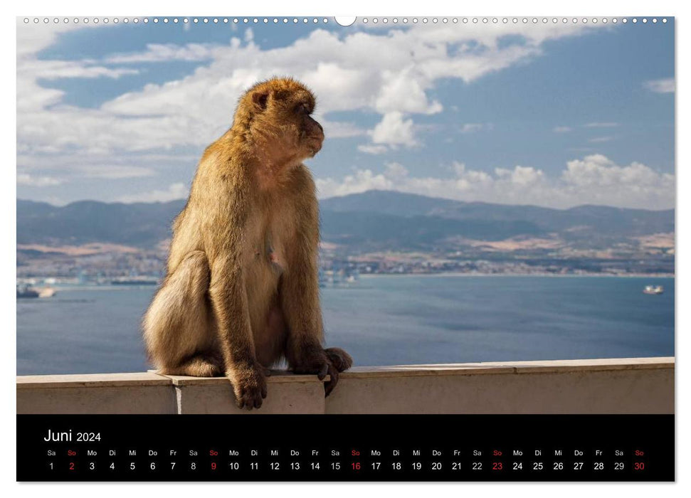 Gibraltar – le rocher des singes (calendrier mural CALVENDO Premium 2024) 