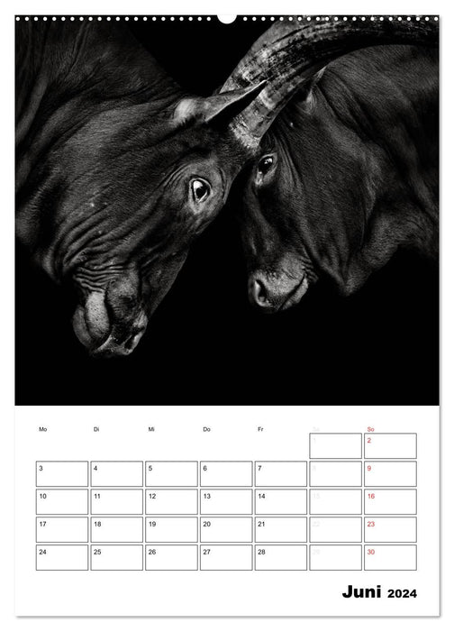 Charakterköpfe aus der Welt der Tiere (CALVENDO Premium Wandkalender 2024)