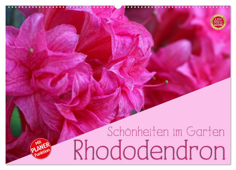 Beautés des rhododendrons dans le jardin (Calendrier mural CALVENDO 2024) 