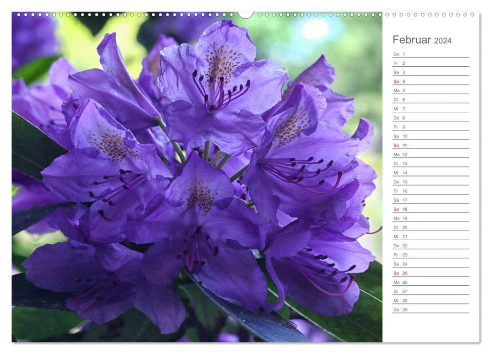 Beautés des rhododendrons dans le jardin (Calendrier mural CALVENDO 2024) 