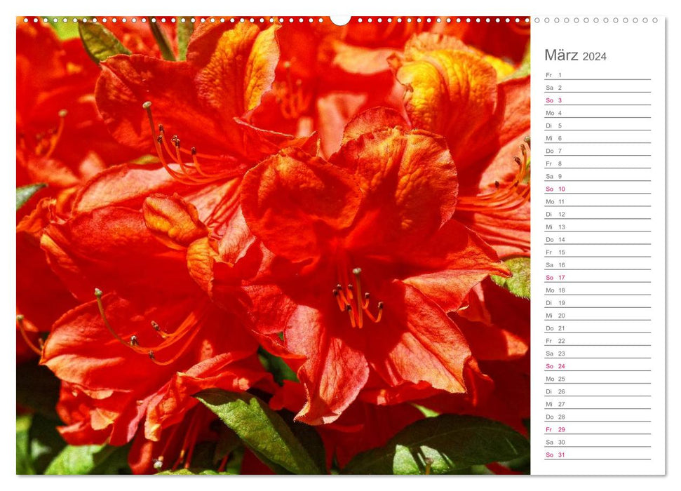 Rhododendron Schönheiten im Garten (CALVENDO Wandkalender 2024)