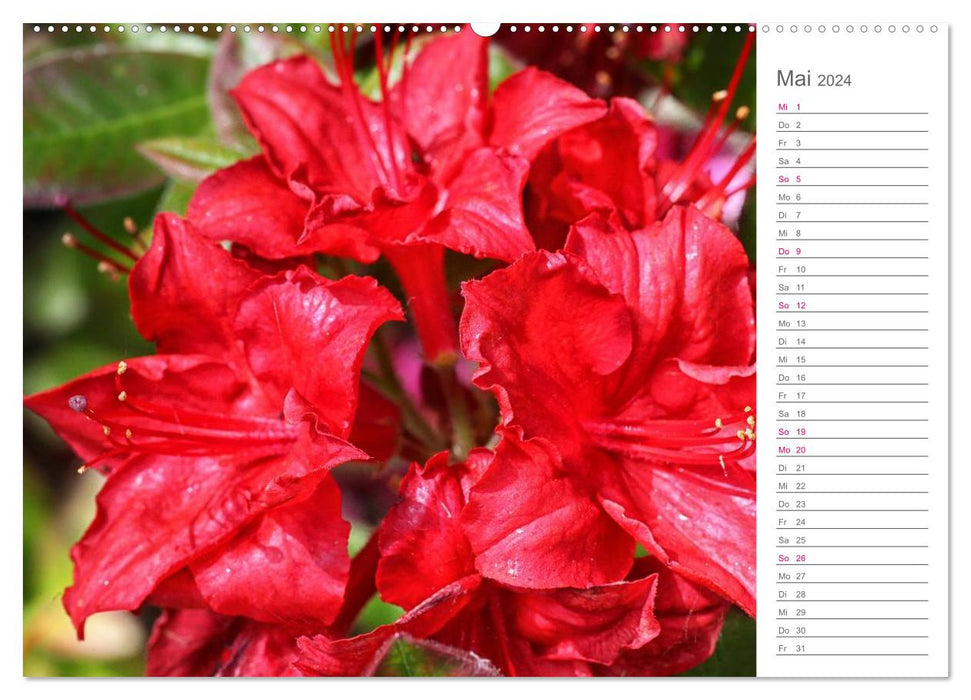 Beautés des rhododendrons dans le jardin (Calendrier mural CALVENDO 2024) 