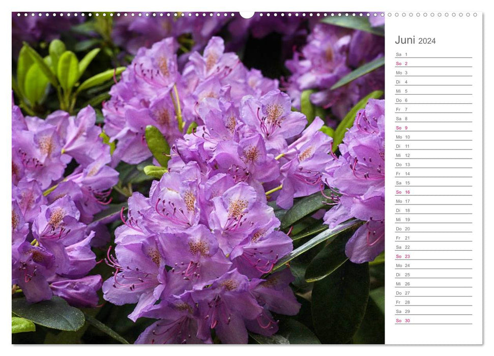 Beautés des rhododendrons dans le jardin (Calendrier mural CALVENDO 2024) 