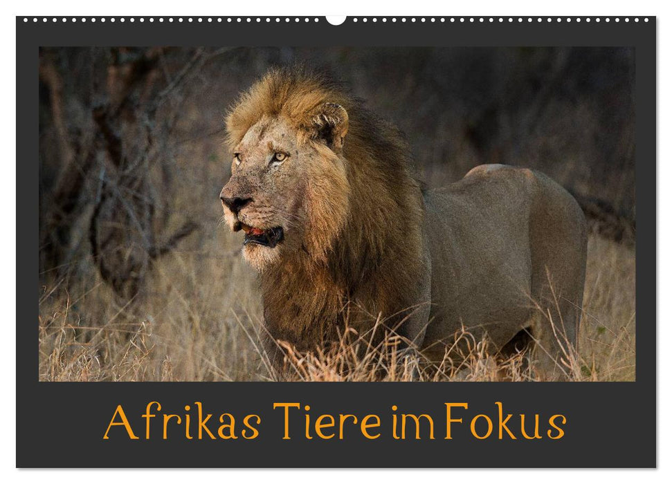 Focus sur les animaux d'Afrique (Calendrier mural CALVENDO 2024) 