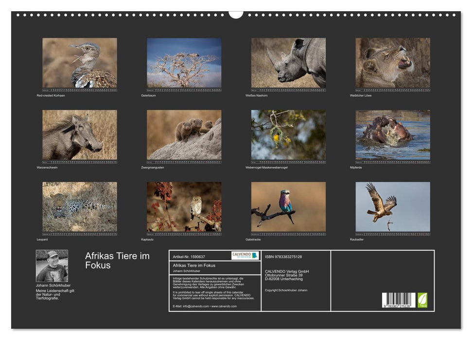 Africa's animals in focus (CALVENDO wall calendar 2024) 