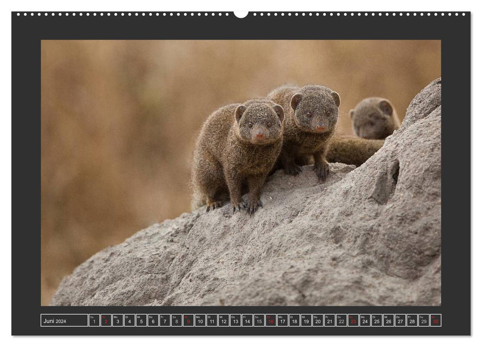 Afrikas Tiere im Fokus (CALVENDO Wandkalender 2024)